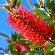 Bottle Brush